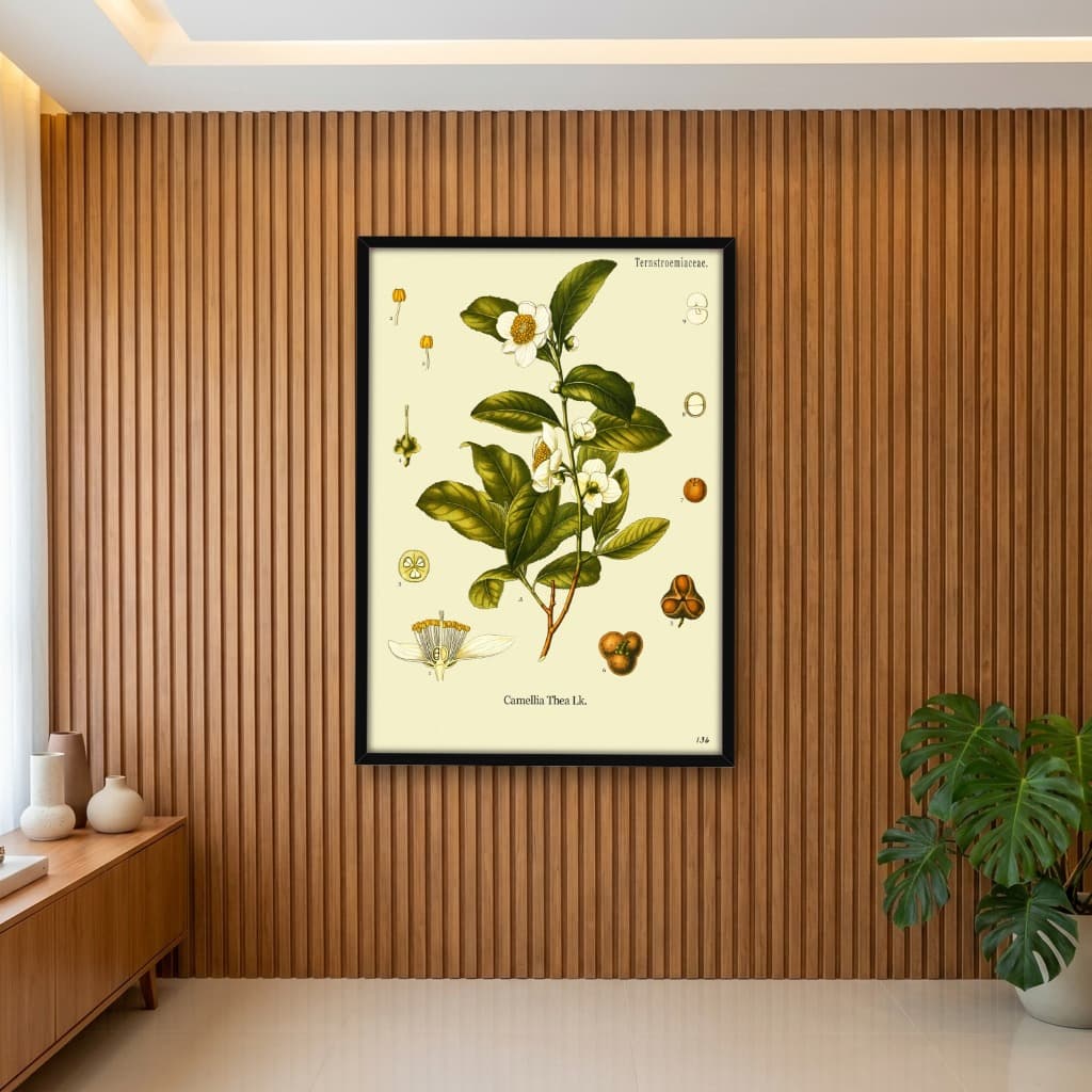Quadro Decorativo Arte Botânica Camellia Thea Lk - Planta de chá Camélia Arte Vintage