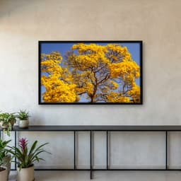 Quadro Decorativo Detalhe De Um Ipê Amarelo Florido Com Céu Azul Ao Fundo
