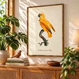 Quadro Decorativo Ararajuba | Ilustração Ornitológica Vintage – Ave Brasileira