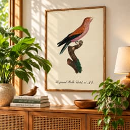 Quadro Decorativo Rolieiro-de-Bico-Largo | Ilustração Ornitológica Vintage – Jacques Barraband